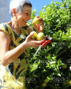 Survivalist picking fruit from her garden